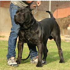 Presa Canario Club - Home | Facebook